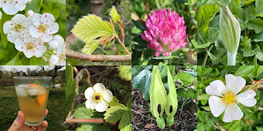 Primaire afbeelding van Chettle Foraging Walk May