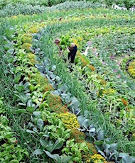 Serenity in Symmetry - Creating & Planting your Mandala Garden