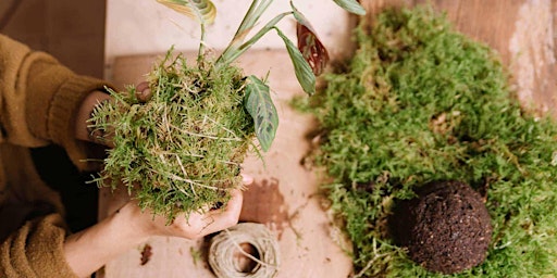 Discover Kokedama  - Japanese Moss Ball primary image