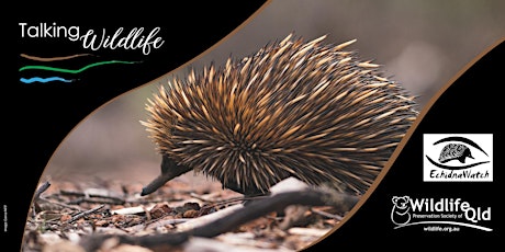 All the facts you need to know about the shy Echidna