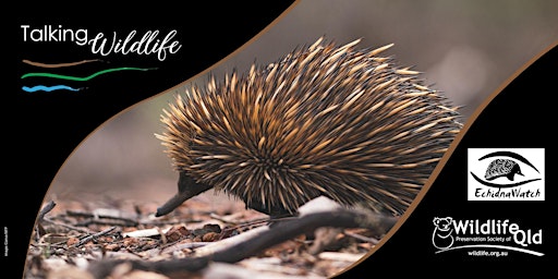 All the facts you need to know about the shy Echidna  primärbild