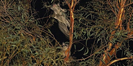 Nocturnal Wildlife Walk in Yarran Dheran