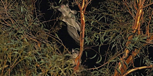 Nocturnal Wildlife Walk in Yarran Dheran primary image