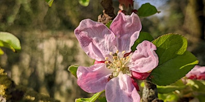 Blossom Day in Henri's Field, Dartington primary image
