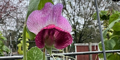 Hauptbild für Volunteer Days @ Little Peeps Farm