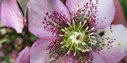 Hauptbild für Plant Identification  workshop