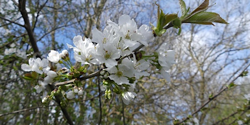 Hauptbild für Ham Lands Spring walk