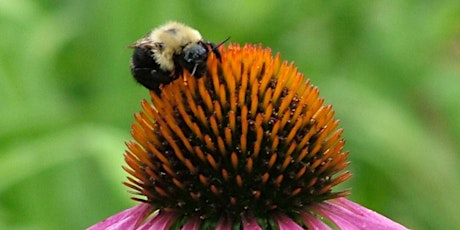 Growing a Pollinator Garden  primärbild