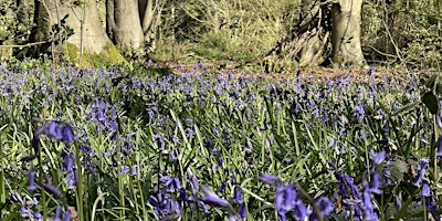 Hauptbild für Dawn to Dusk Day 2024: Micheldever Bluebell Woods Meet Up