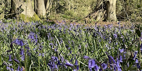 Dawn to Dusk Day 2024: Micheldever Bluebell Woods Meet Up