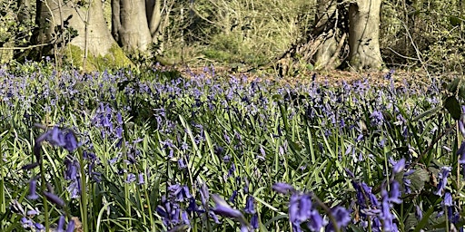 Image principale de Dawn to Dusk Day 2024: Micheldever Bluebell Woods Meet Up