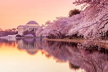 Cherry Blossom  Cruise on the Potomac