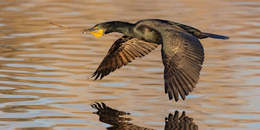 Immagine principale di Birds in Flight 