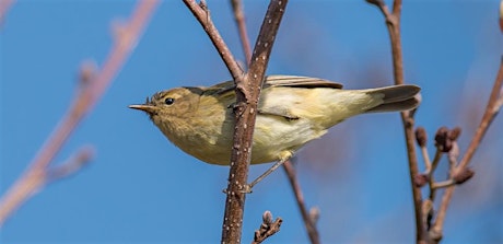 Dawn Chorus Walk  - Crickley Hill