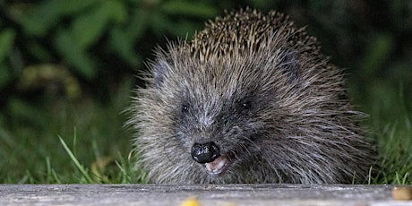 Hedgehog Heroes - Build your own Hedgehog House.