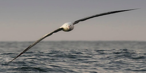 Immagine principale di Talk: Saving the Albatross - Conservation Action on the High Seas 