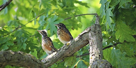 Primaire afbeelding van BREEDING BIRD WALK