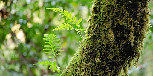 Image principale de Forests of Inverness Ridge