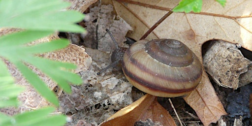 DISCOVER THE SNAIL-WATCHING CAPITAL OF CANADA! primary image