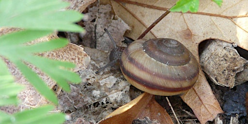 Imagem principal do evento DISCOVER THE SNAIL-WATCHING CAPITAL OF CANADA!