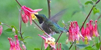 HUMMINGBIRDS—COME EXPERIENCE THESE MAGICAL BIRDS UP CLOSE! primary image