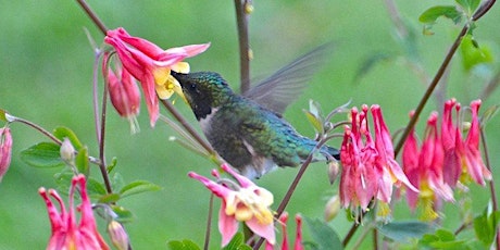 Hauptbild für HUMMINGBIRDS—COME EXPERIENCE THESE MAGICAL BIRDS UP CLOSE!