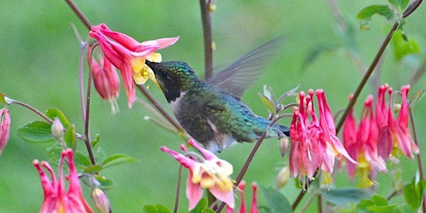 HUMMINGBIRDS—COME EXPERIENCE THESE MAGICAL BIRDS UP CLOSE!