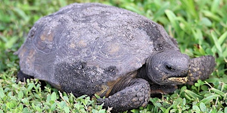 Gopher Tortoise Program