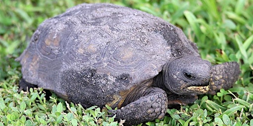 Gopher Tortoise Program primary image