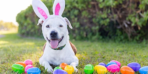 Immagine principale di Sundog Pets: Easter Game Night 