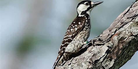 Imagen principal de Bird Watching with Professional Guide, David Simpson. Babcock/Webb WMA