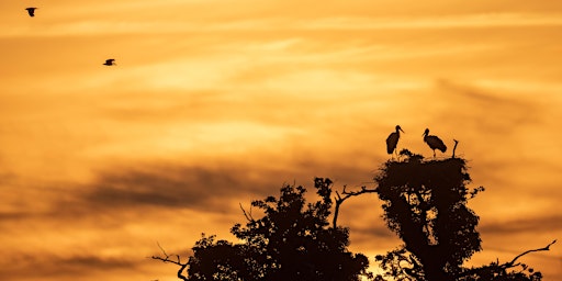 Immagine principale di Talk: A Study of the White Storks at Knepp - What's on Their Menu? 