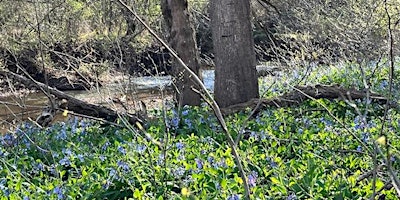 Immagine principale di Weston Bluebells 