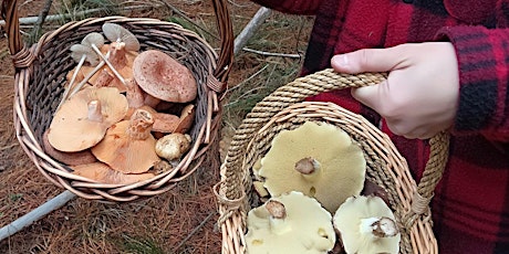 R.A.W. Workshops - Mushroom Identification with Sequoia primary image