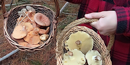 R.A.W. Workshops - Mushroom Identification with Sequoia primary image