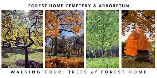 Imagem principal do evento Walking tour: Trees of Forest Home