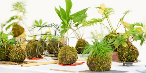 Premium Kokedama Workshop primary image