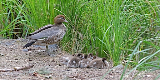 Immagine principale di Wild Things at Wurundjeri Walk with Tony Slater 