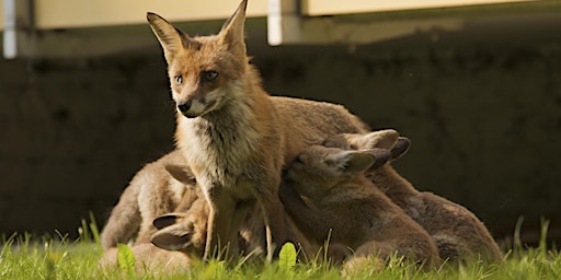 Imagem principal do evento Wildtiere in der Stadt: Wieviel Freiheit verträgt die Jagd heute noch?