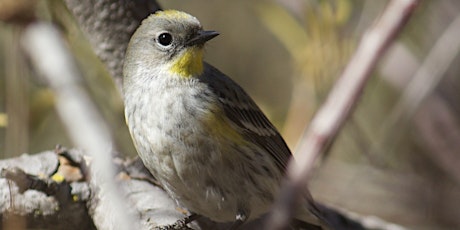 Sunrise Birding: An Experiential Walk and Talk with Diego Blanco primary image