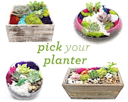 Plant Nite: Make a Succulent Terrarium primary image