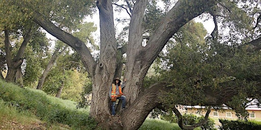 Primaire afbeelding van Understanding Oaks: a Tree Walk and Talk  with Alison Lancaster