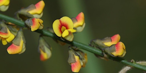 Hauptbild für Biodiversity Blitz @ Bellbird Dell