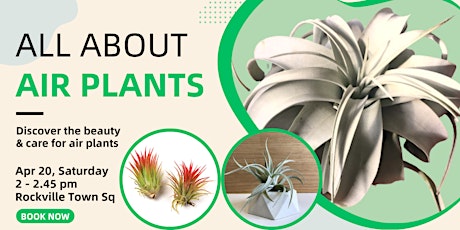 All About Air Plants