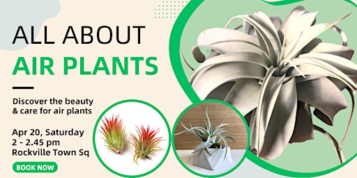 Imagen principal de All About Air Plants