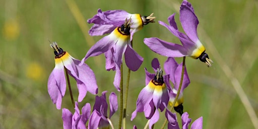 Hauptbild für All About Bulbs with Tim Becker