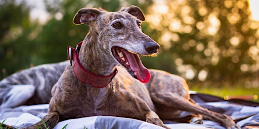 Hauptbild für Sip & Paint with Greyhounds!