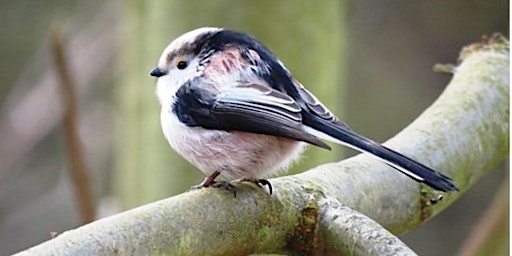 Image principale de Natuurthema-avond: Hoor wat zingt daar kinderen?