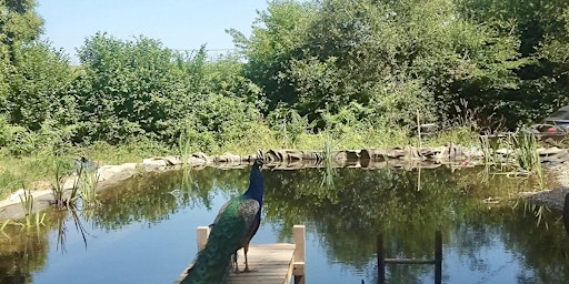 Hauptbild für REPLENISH: Dip into Nature - Yoga and Wild Swimming Day Retreat