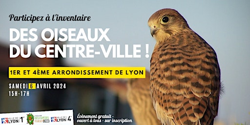 Image principale de Inventaire des oiseaux du centre-ville !